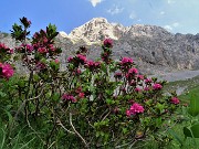 60 Rhododendron hirsutum (Rododendro irsuto) con vista in Corna Piana versante nord-ovest